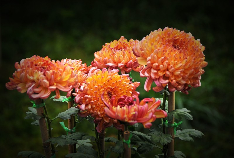 菊花