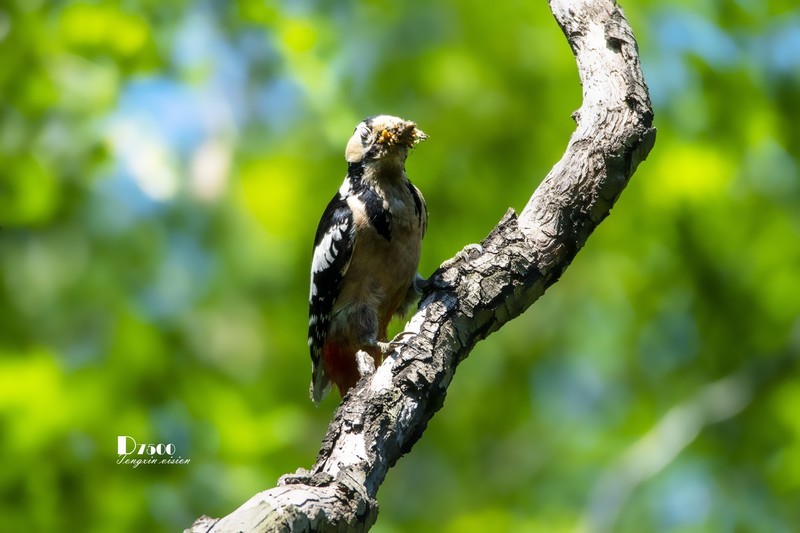 林中啄木鸟（43）