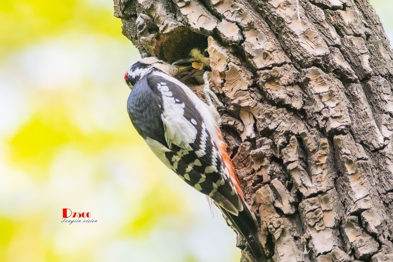 林中啄木鸟（43）