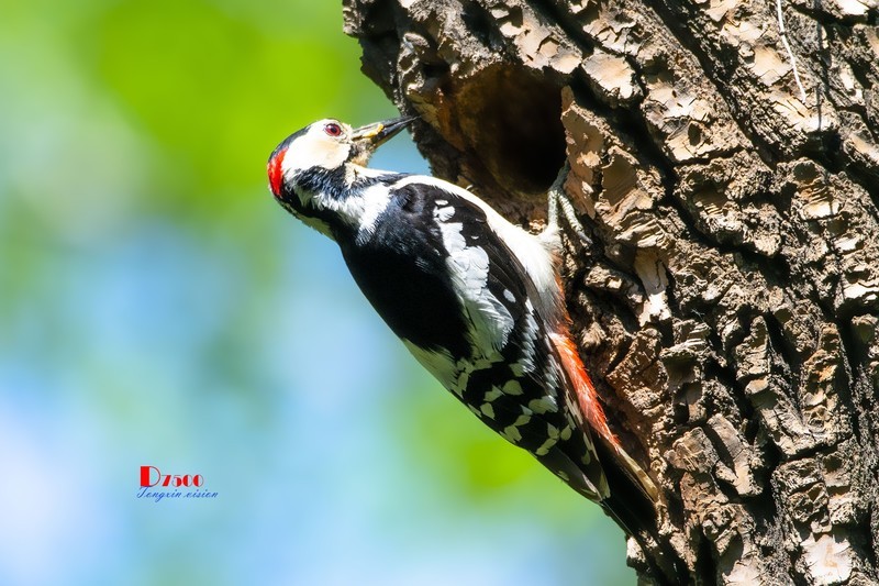 林中啄木鸟（43）