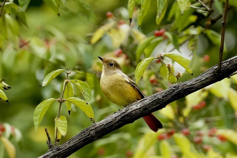 北红尾鸲（17）