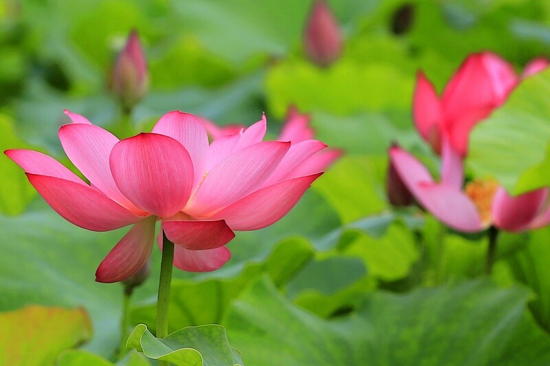 荷花 (26)