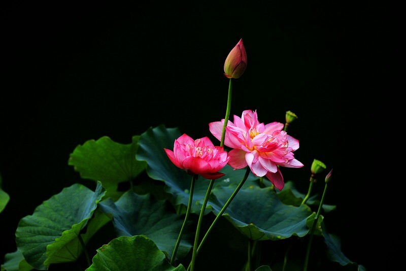 荷花 (26)