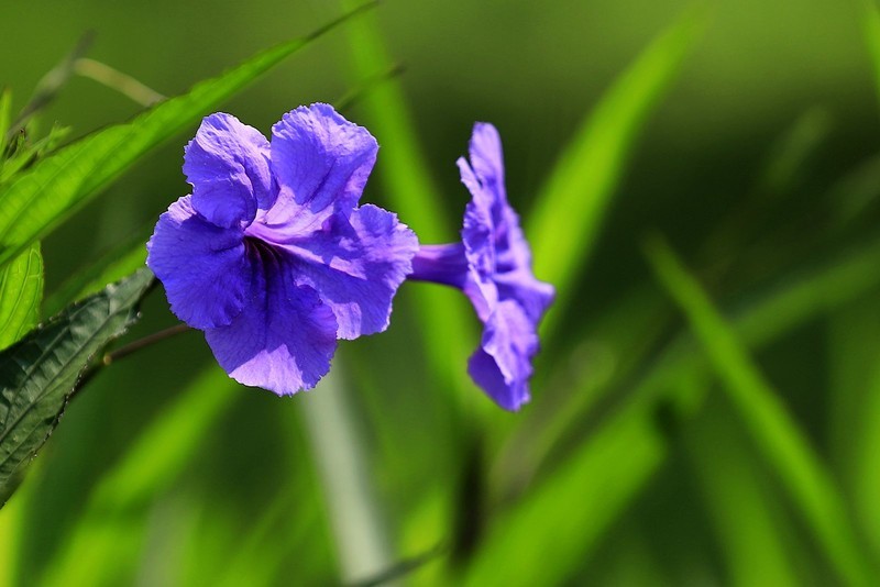蓝花草 (6)