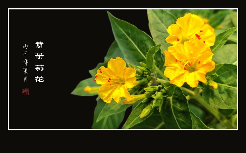 鲜艳漂亮的紫茉莉花