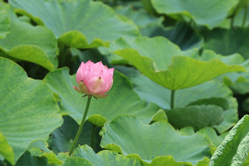 拍摄花卉一（1282）