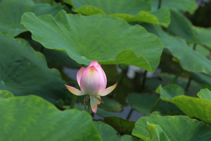 拍摄花卉一（1282）