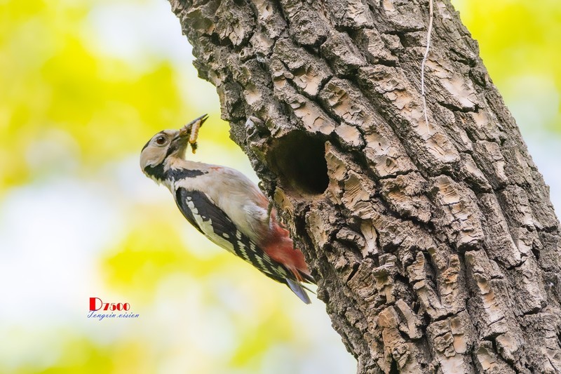 林中啄木鸟（44）