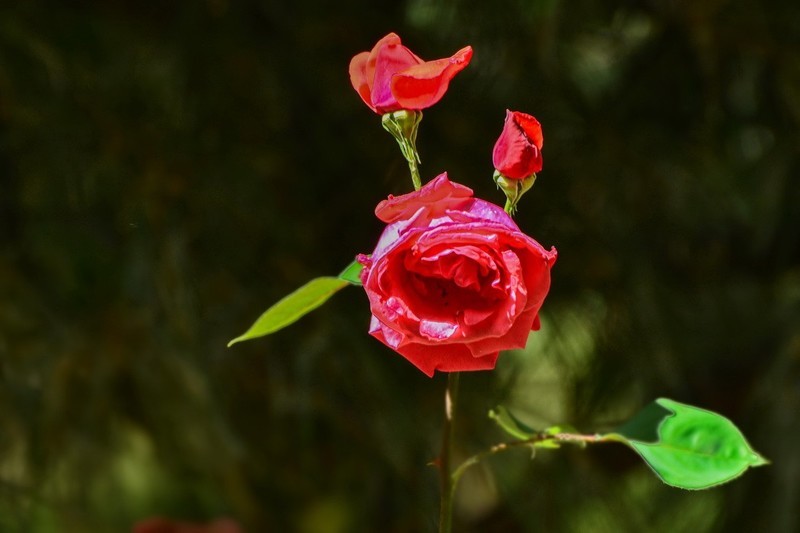 2026154 月 季 花