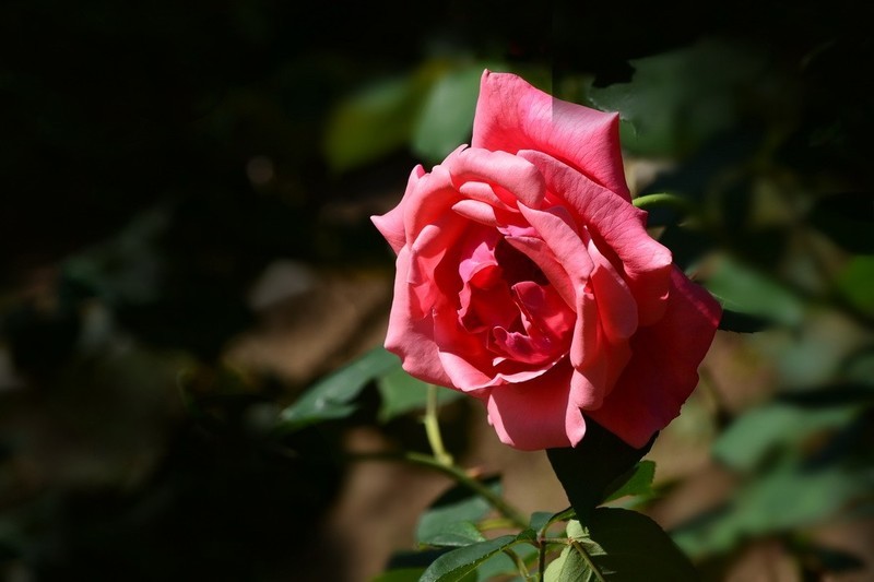 2026154 月 季 花