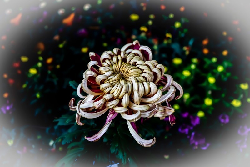 又是一年青岛菊花展