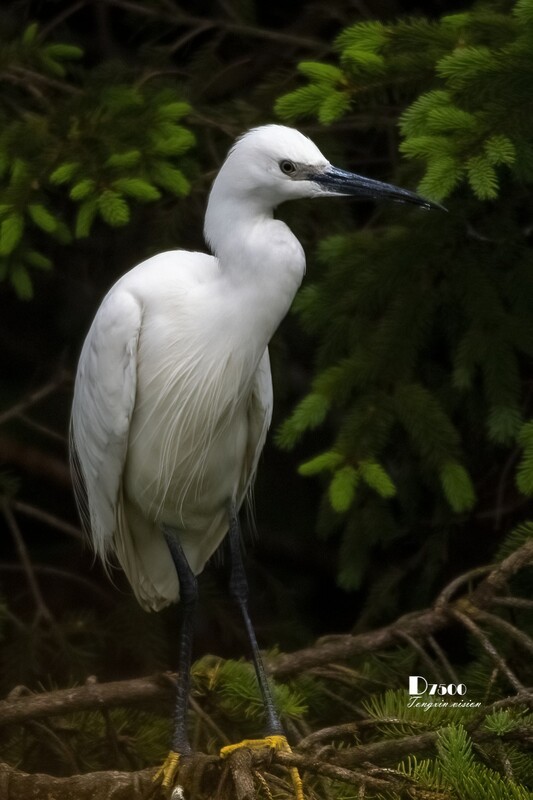 鹭岛里的白鹭（48）