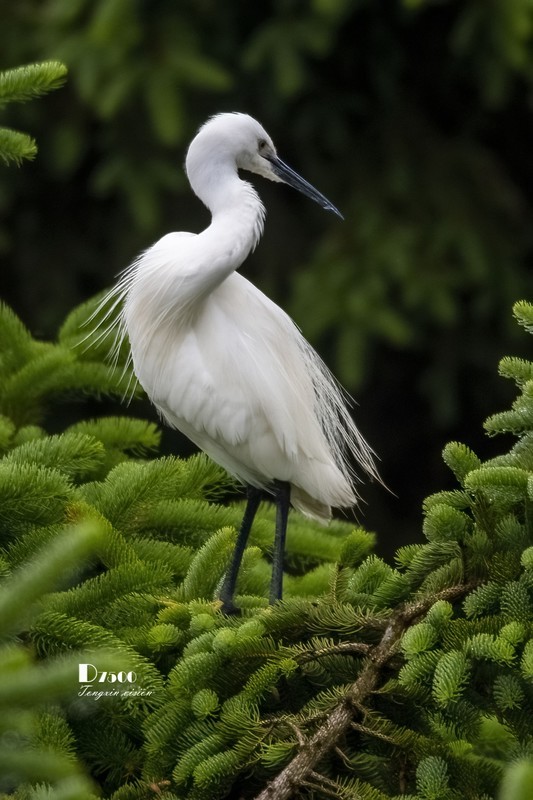 鹭岛里的白鹭（48）