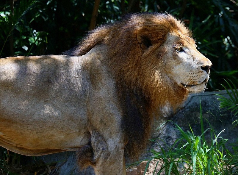 1374【不老松：纪实摄影】《异国风情录》三国演义：新、马、泰游记！动物表演觅食！