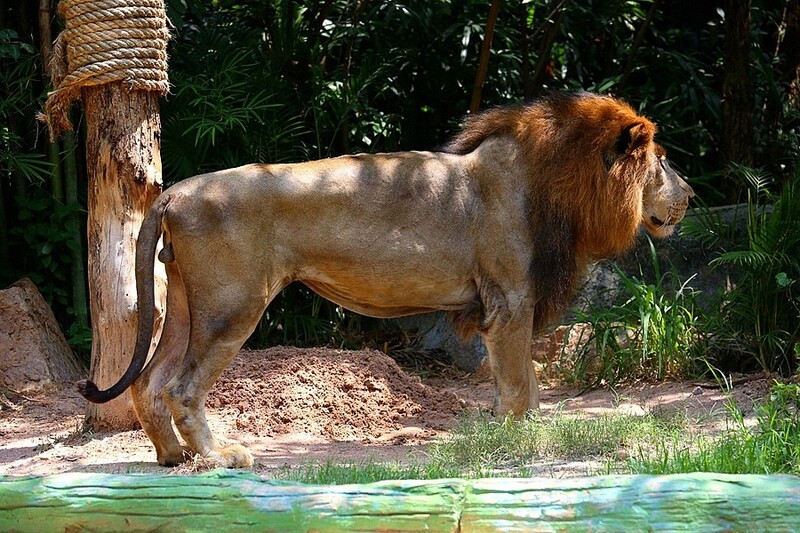 1374【不老松：纪实摄影】《异国风情录》三国演义：新、马、泰游记！动物表演觅食！