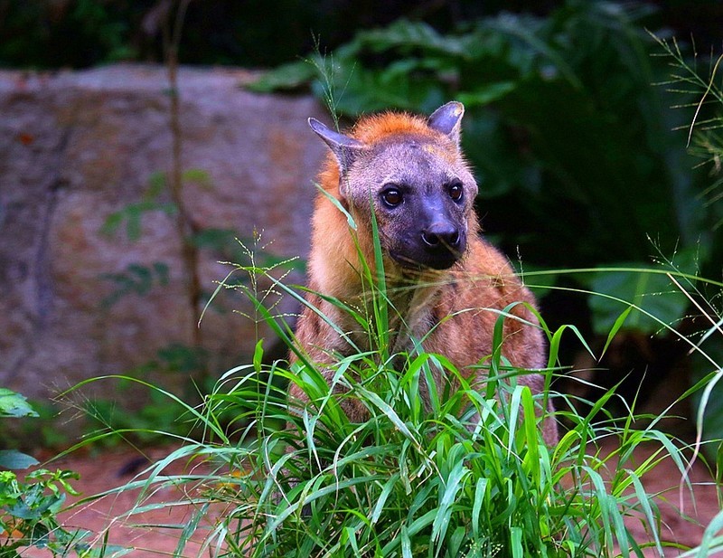 1375【不老松：纪实摄影】《异国风情录》三国演义：新、马、泰游记！动物表演觅食！