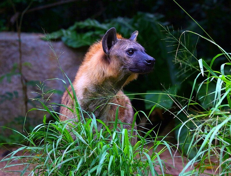 1375【不老松：纪实摄影】《异国风情录》三国演义：新、马、泰游记！动物表演觅食！