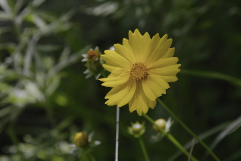金鸡菊