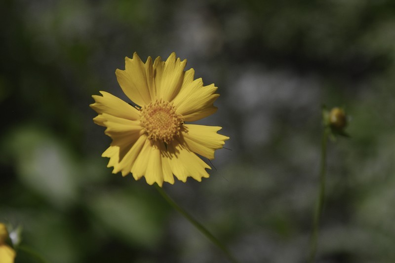 金鸡菊