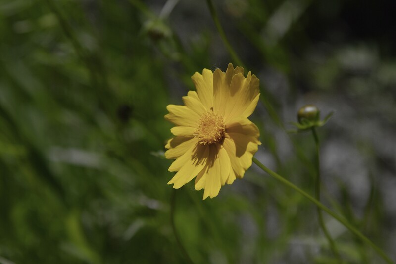 金鸡菊