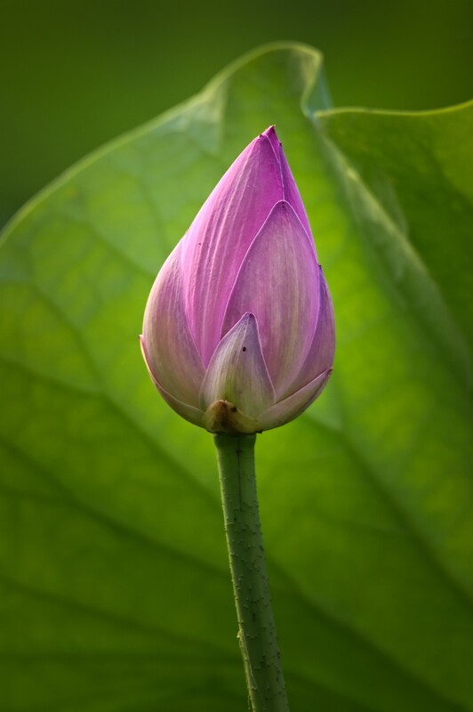 小荷才露尖尖角，早有蜻蜓立上头。