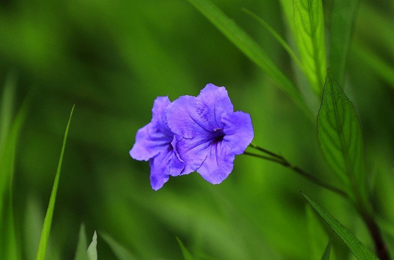 蓝花草 (7)