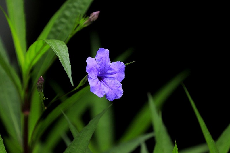 蓝花草 (7)