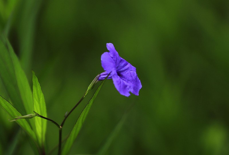 蓝花草 (7)