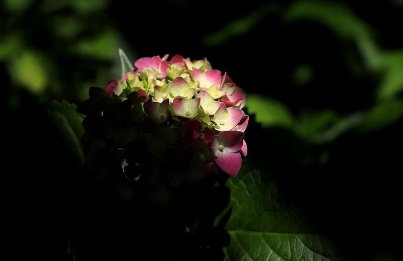 绣球花 (7)