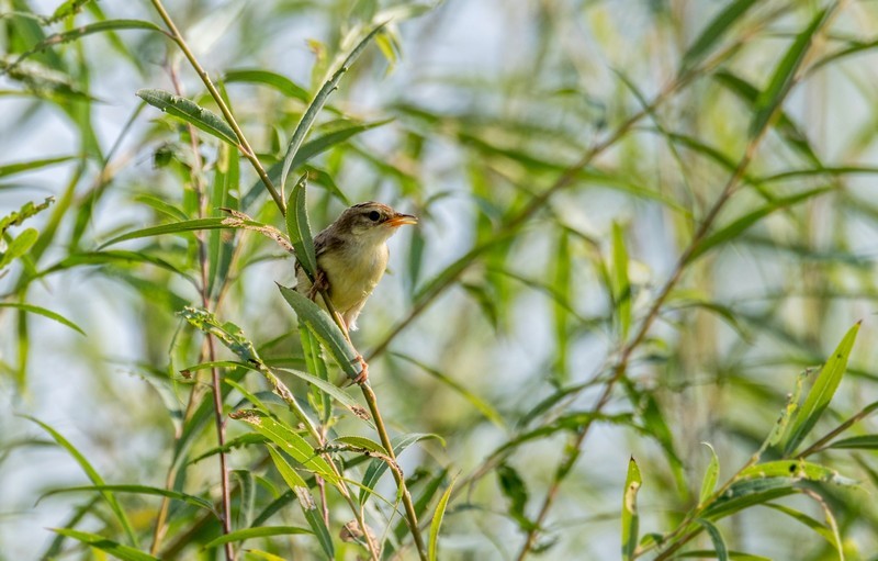 棕扇苇莺（六十）