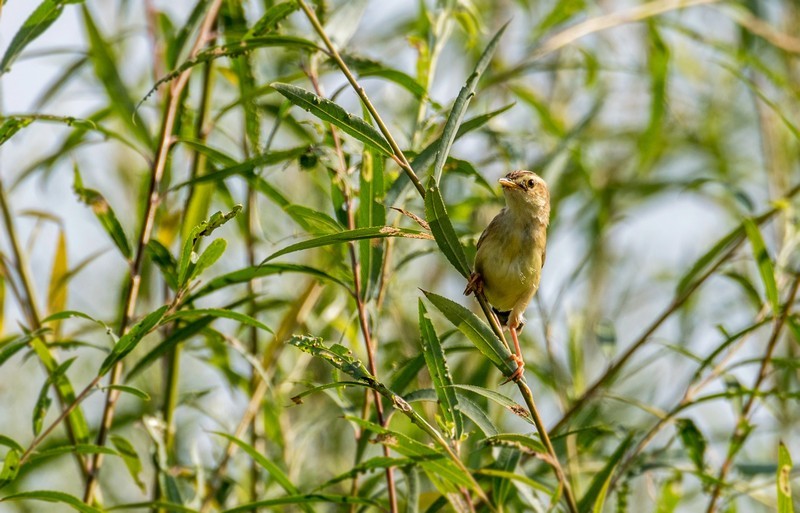 棕扇苇莺（六十）