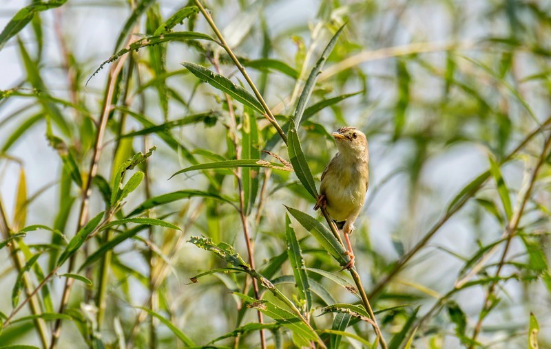 棕扇苇莺（六十）