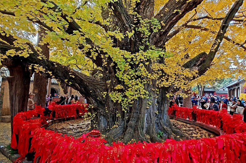 日照-天下第一银杏树