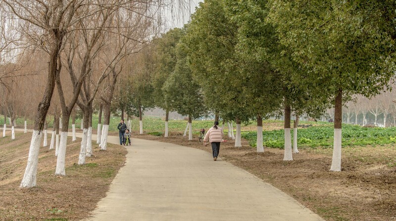 庐州印象（557）北涝圩湿地