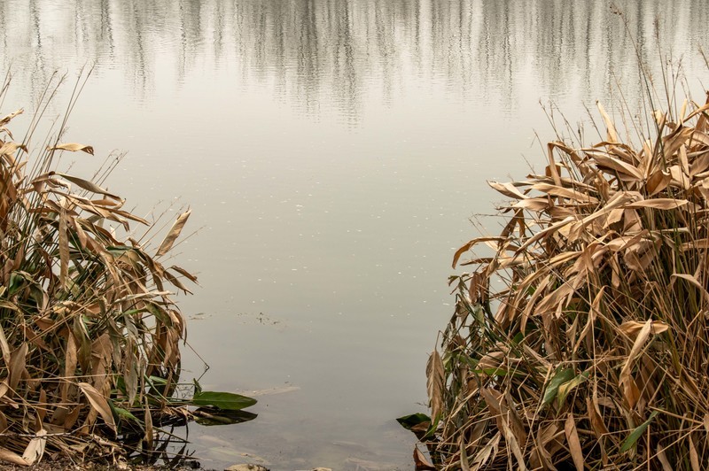 庐州印象（557）北涝圩湿地