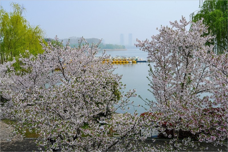 2026年第0483贴 -南京玄武湖樱花（0717）