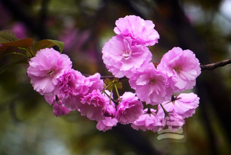 晚樱初放1*汉口江滩——武汉随笔