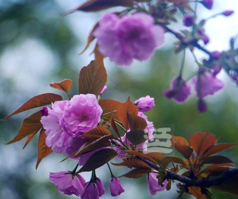 晚樱初放1*汉口江滩——武汉随笔