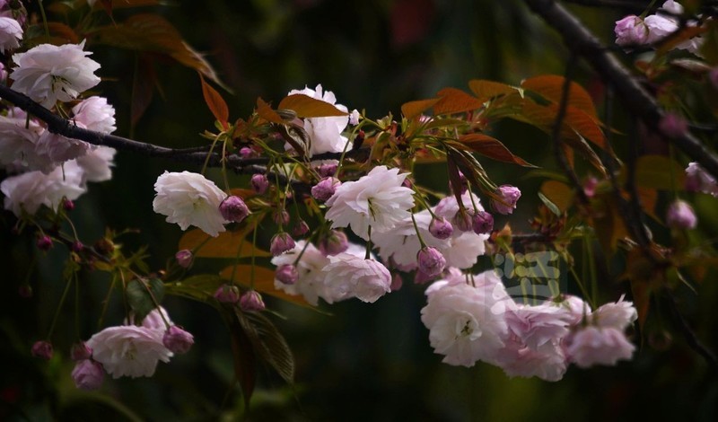 晚樱初放3*汉口江滩——武汉随笔