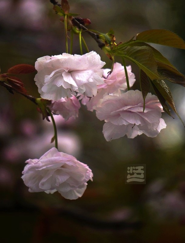 晚樱初放3*汉口江滩——武汉随笔