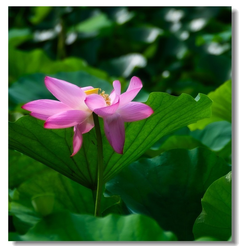 荷花（三十八)