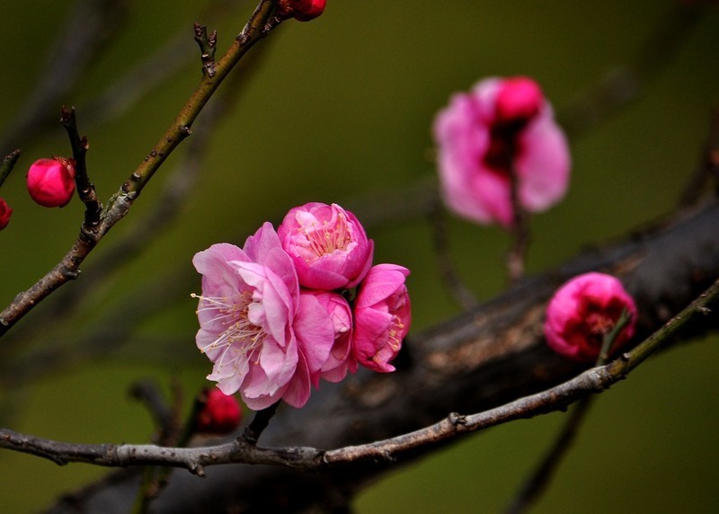 红梅花开（续）