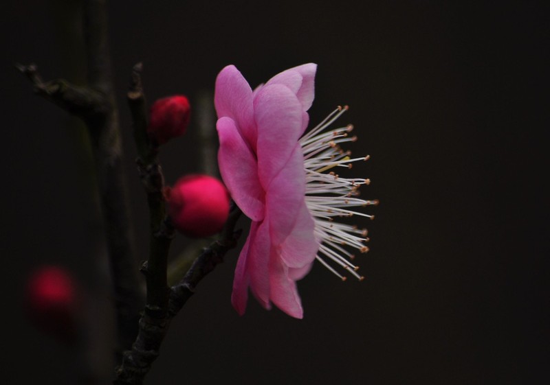 红梅花开（续）