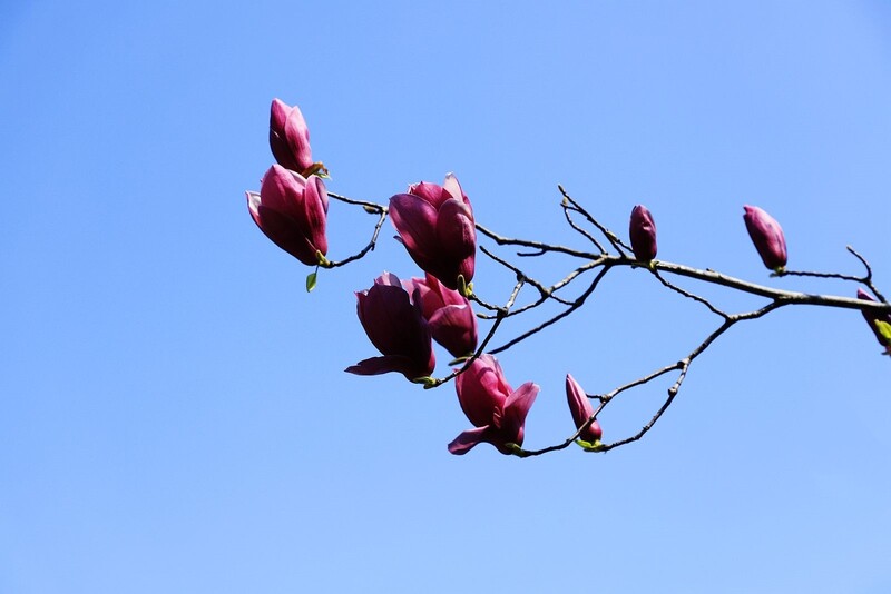 玉兰花 (19)