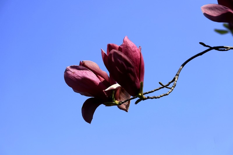 玉兰花 (19)