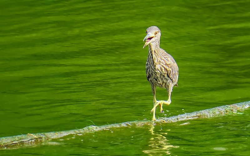 [26123] 麓湖的鹭鸟