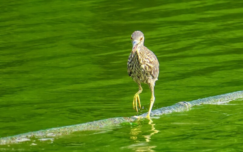 [26123] 麓湖的鹭鸟