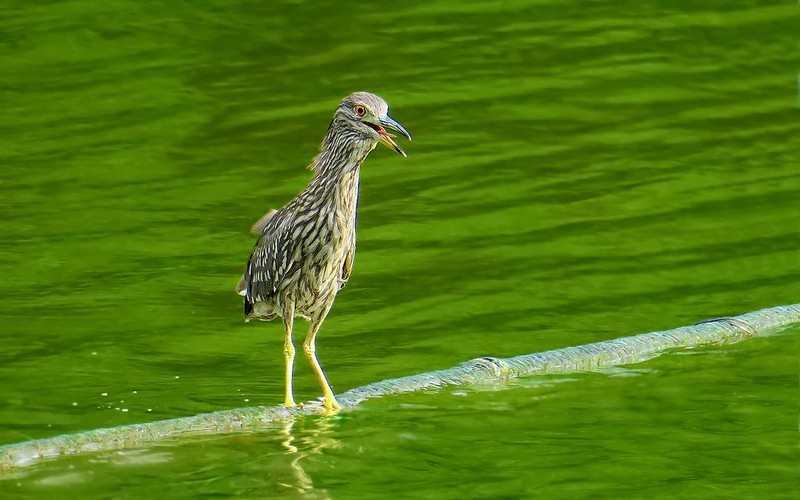 [26123] 麓湖的鹭鸟