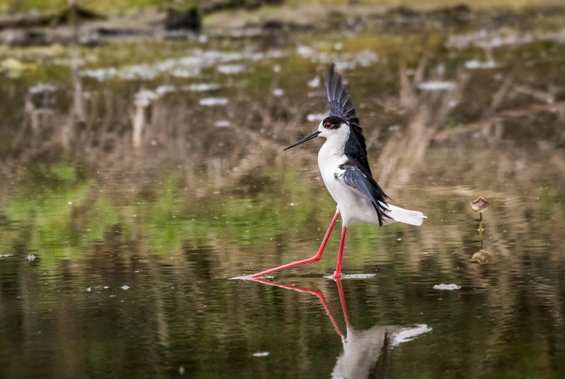 鸟中仙子---黑翅长脚鹬（三十七）