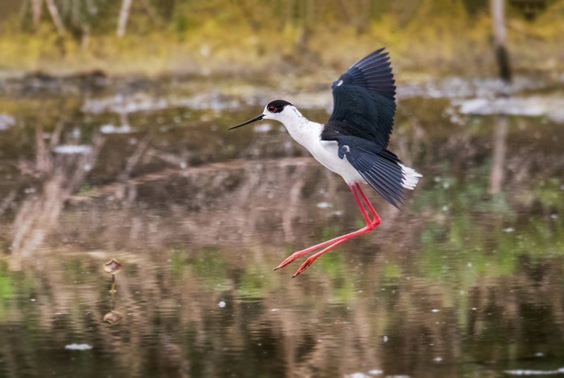鸟中仙子---黑翅长脚鹬（三十七）